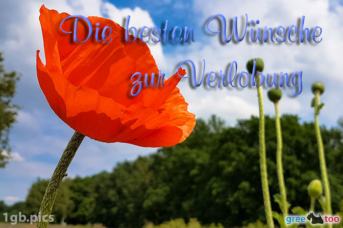 Mohnblume Die Besten Wuensche Zur Verlobung Bild - 1gb.pics