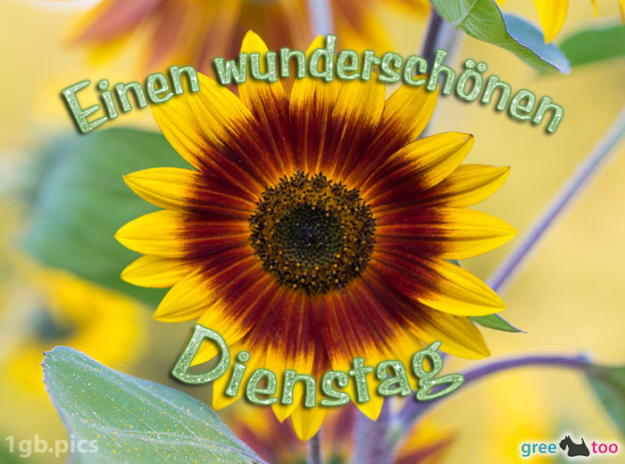 Sonnenblume Einen Wunderschoenen Dienstag