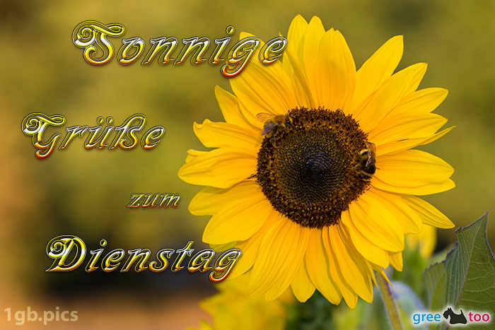 Sonnenblume Bienen Zum Dienstag