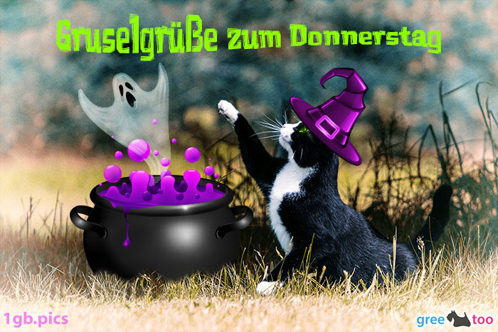 Katze Gruselgruesse Zum Donnerstag Bild - 1gb.pics