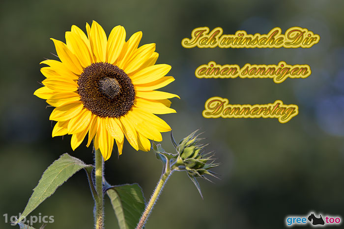 Sonnenblume Einen Sonnigen Donnerstag Bild - 1gb.pics