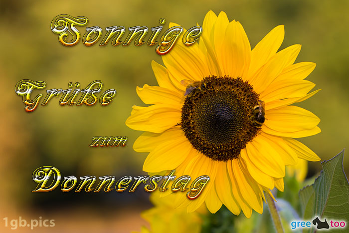 Sonnenblume Bienen Zum Donnerstag