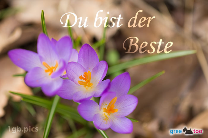 Lila Krokus Du Bist Der Beste