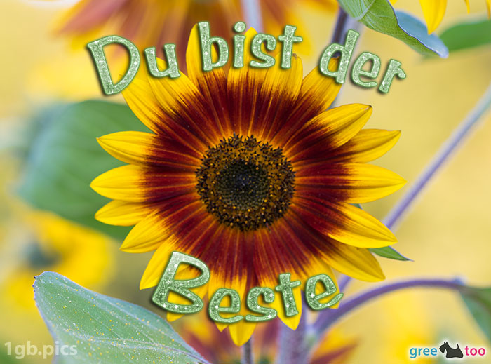 Sonnenblume Du Bist Der Beste