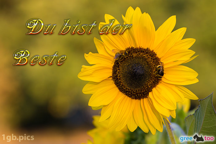 Sonnenblume Bienen Du Bist Der Beste Bild - 1gb.pics
