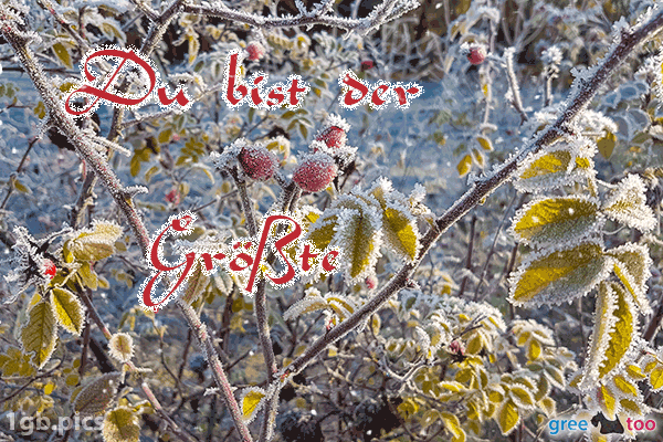 Hagebuttenstrauch Frost Du Bist Der Groesste Bild - 1gb.pics