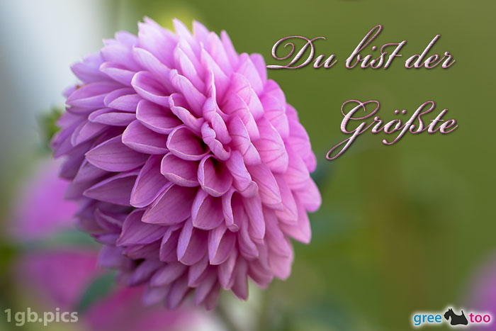 Lila Dahlie Du Bist Der Groesste