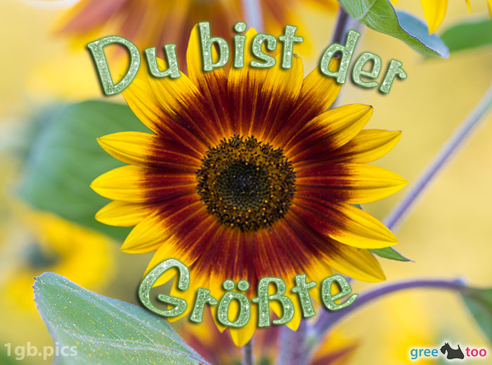 Sonnenblume Du Bist Der Groesste