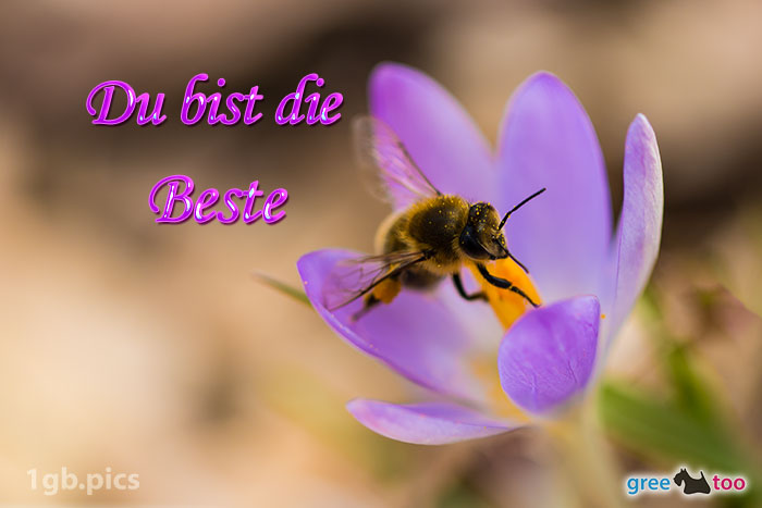 Krokus Biene Du Bist Die Beste Bild - 1gb.pics