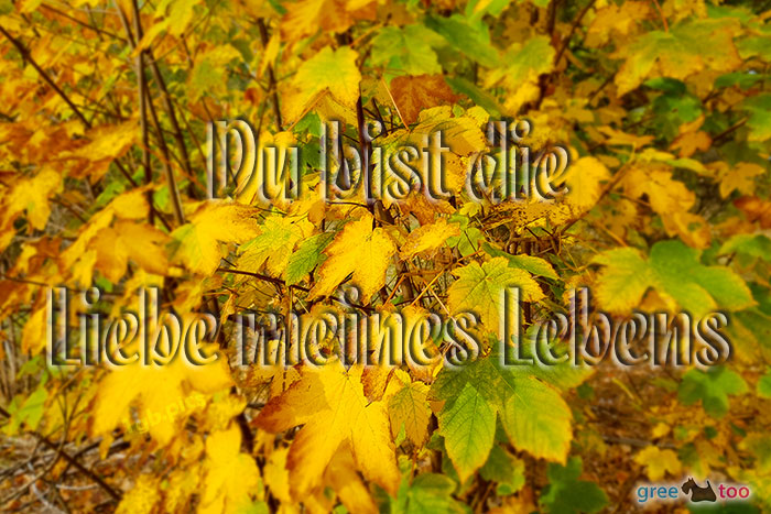 Du bist die Liebe meines Lebens von 1gbpics.com