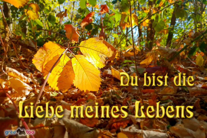 Du Bist Die Liebe Meines Lebens