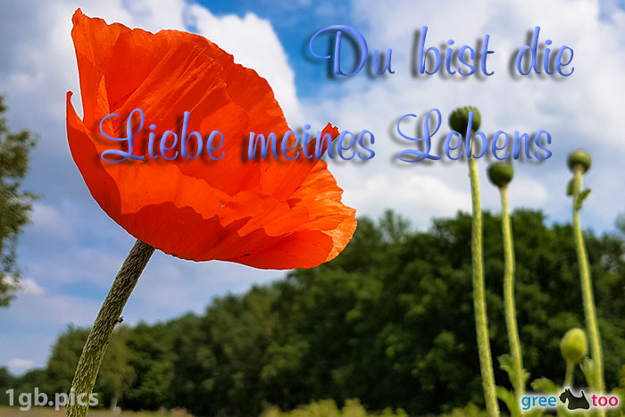 Mohnblume Du Bist Die Liebe Meines Lebens Bild - 1gb.pics