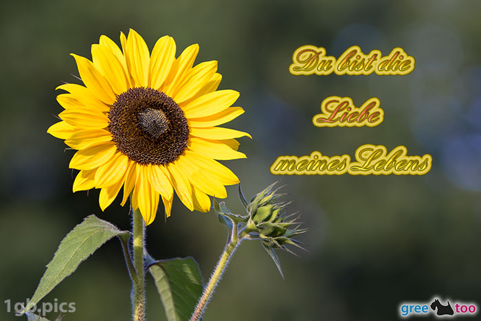 Sonnenblume Du Bist Die Liebe Meines Lebens Bild - 1gb.pics