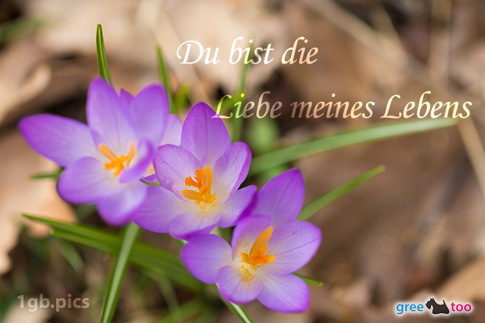 Lila Krokus Du Bist Die Liebe Meines Lebens Bild - 1gb.pics