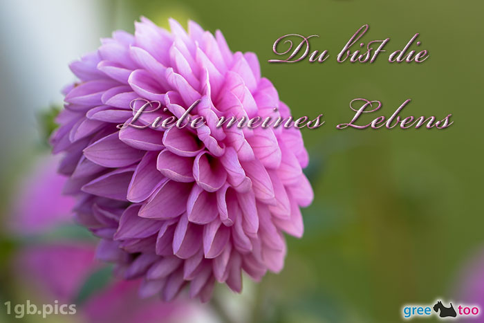 Lila Dahlie Du Bist Die Liebe Meines Lebens