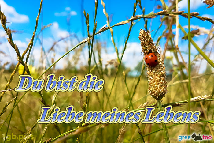 Marienkaefer Du Bist Die Liebe Meines Lebens