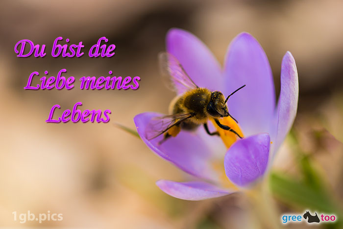 Krokus Biene Du Bist Die Liebe Meines Lebens