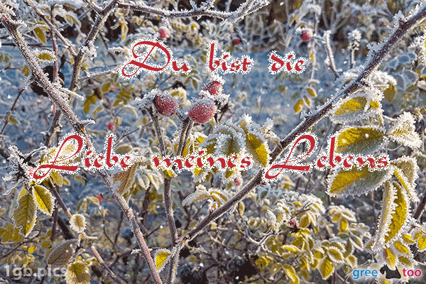 Hagebuttenstrauch Frost Du Bist Die Liebe Meines Lebens Bild - 1gb.pics