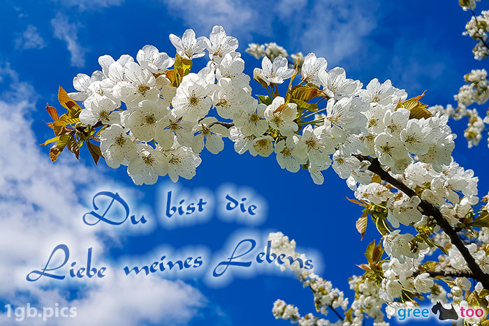 Kirschblueten Du Bist Die Liebe Meines Lebens