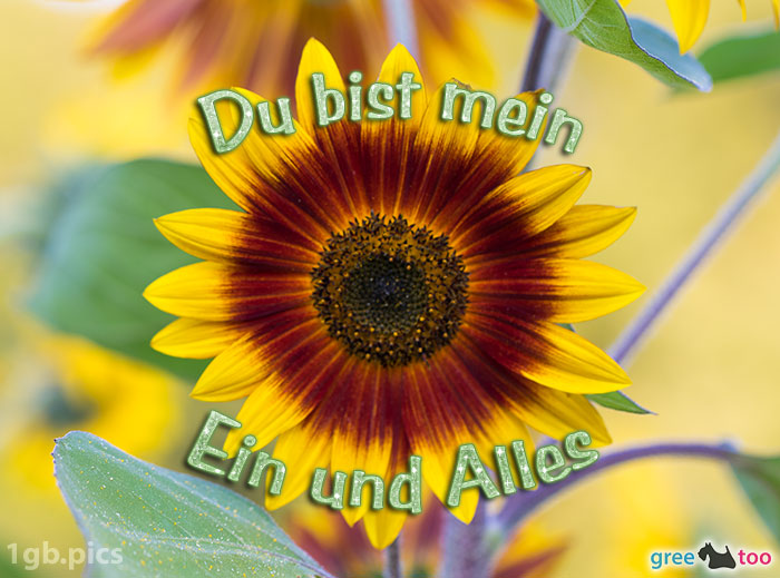 Sonnenblume Du Bist Mein Ein Und Alles Bild - 1gb.pics