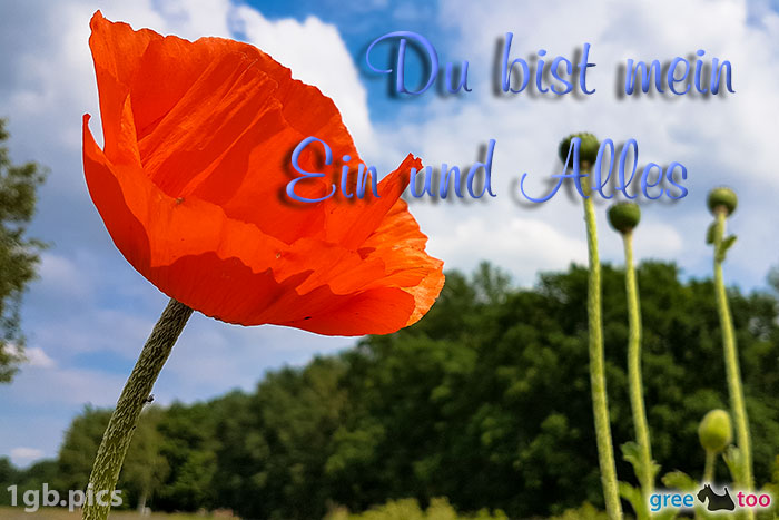 Mohnblume Du Bist Mein Ein Und Alles