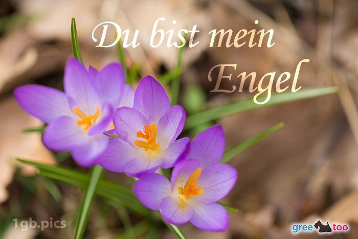 Du bist mein Engel von 1gbpics.com