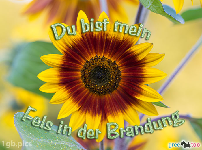 Sonnenblume Du Bist Mein Fels In Der Brandung