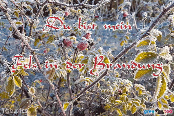 Hagebuttenstrauch Frost Du Bist Mein Fels In Der Brandung Bild - 1gb.pics