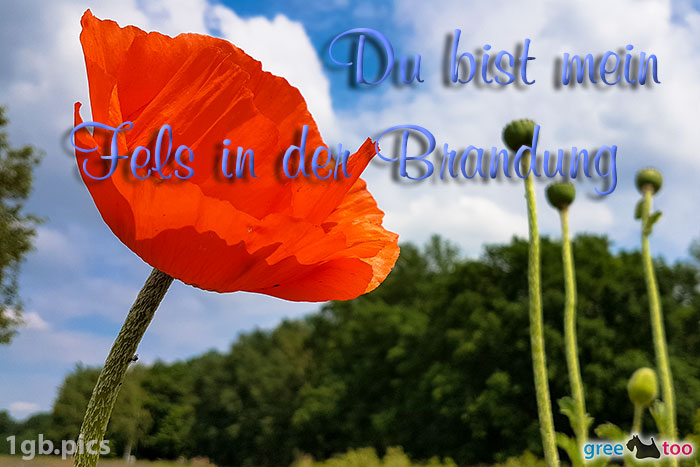 Mohnblume Du Bist Mein Fels In Der Brandung