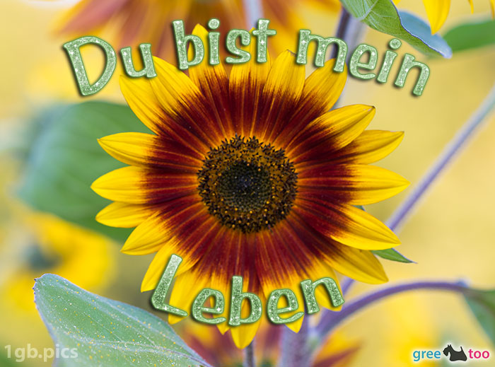 Sonnenblume Du Bist Mein Leben Bild - 1gb.pics