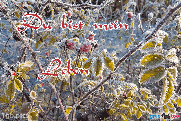 Hagebuttenstrauch Frost Du Bist Mein Leben Bild - 1gb.pics