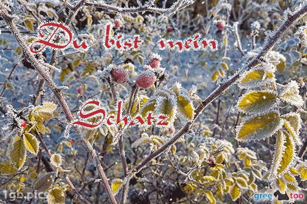 Hagebuttenstrauch Frost Du Bist Mein Schatz Bild - 1gb.pics
