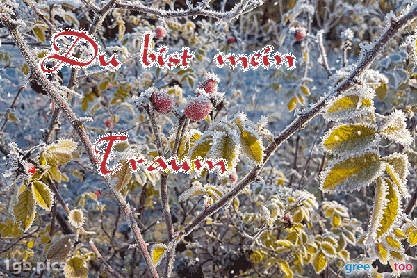 Hagebuttenstrauch Frost Du Bist Mein Traum Bild - 1gb.pics