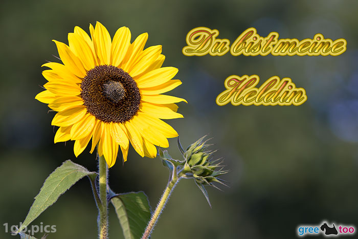 Sonnenblume Du Bist Meine Heldin Bild - 1gb.pics