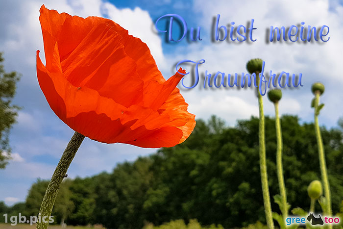 Mohnblume Du Bist Meine Traumfrau