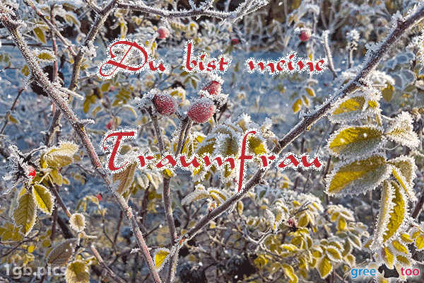 Hagebuttenstrauch Frost Du Bist Meine Traumfrau Bild - 1gb.pics