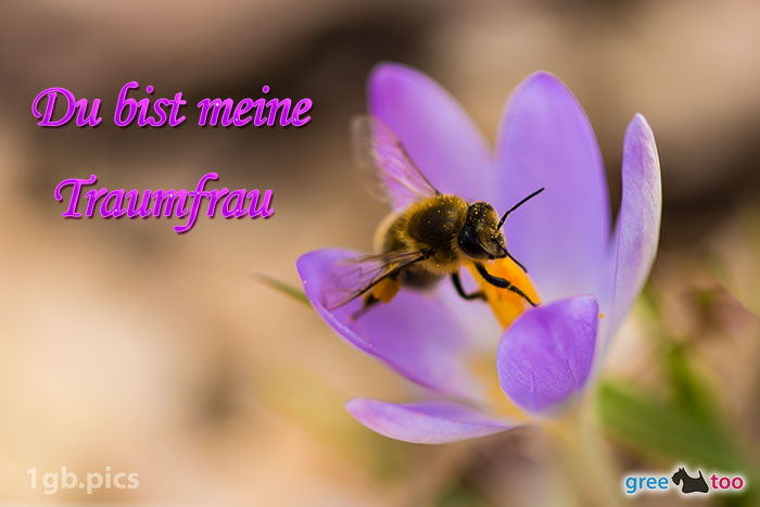 Krokus Biene Du Bist Meine Traumfrau Bild - 1gb.pics