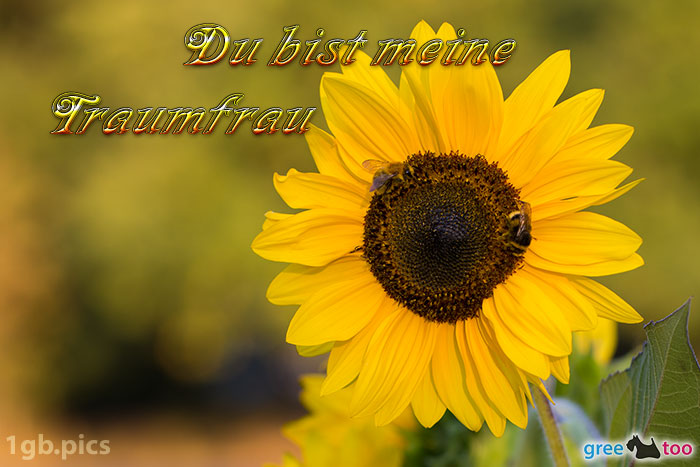 Sonnenblume Bienen Du Bist Meine Traumfrau Bild - 1gb.pics