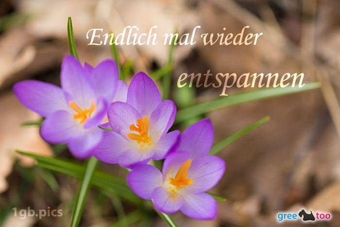 Lila Krokus Endlich Entspannen