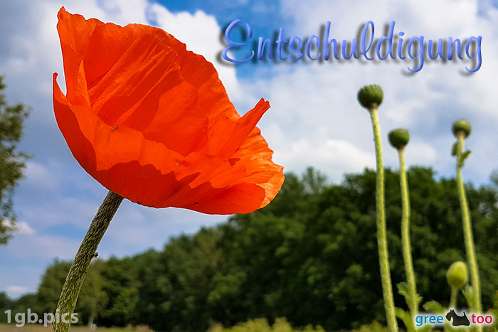 Mohnblume Entschuldigung