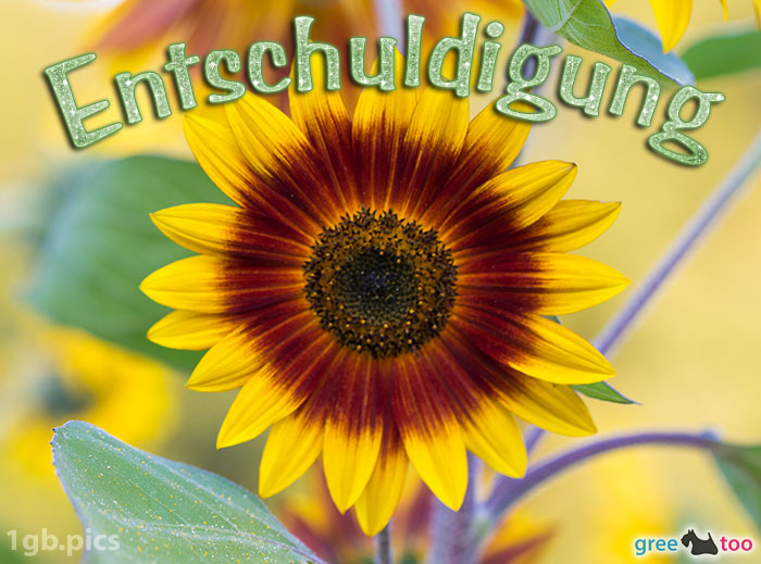 Sonnenblume Entschuldigung