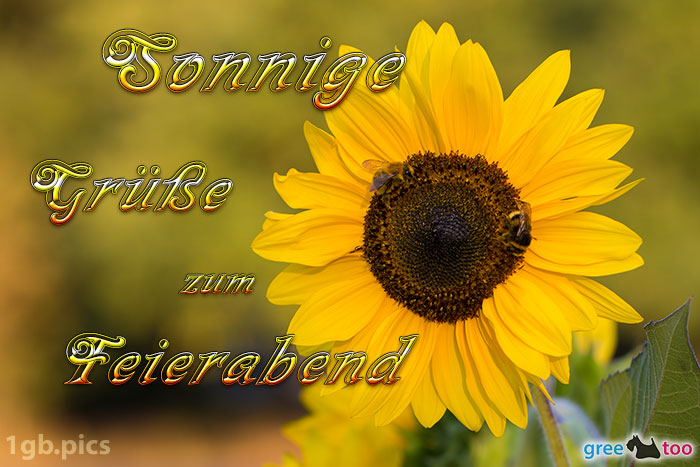 Sonnenblume Bienen Zum Feierabend Bild - 1gb.pics