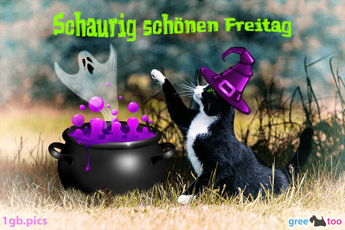 Katze Schaurig Schoenen Freitag Bild - 1gb.pics