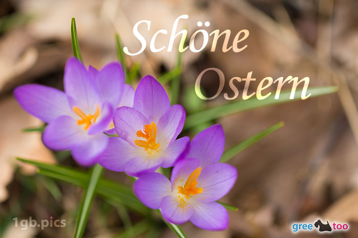 Lila Krokus Eine Schoene Ostern