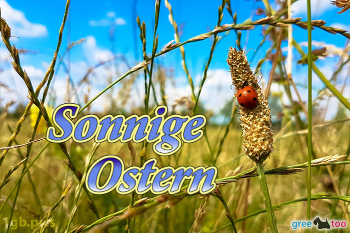 Marienkaefer Sonnige Ostern