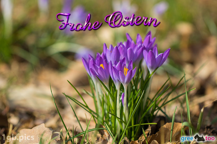 Krokusstaude Frohe Ostern