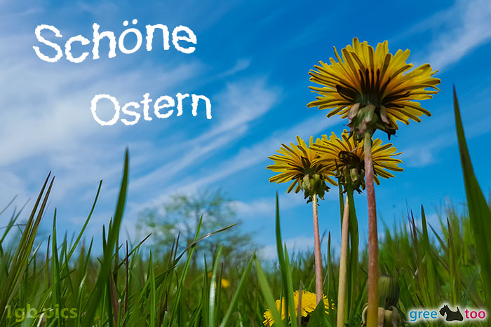 Loewenzahn Himmel Schoene Ostern