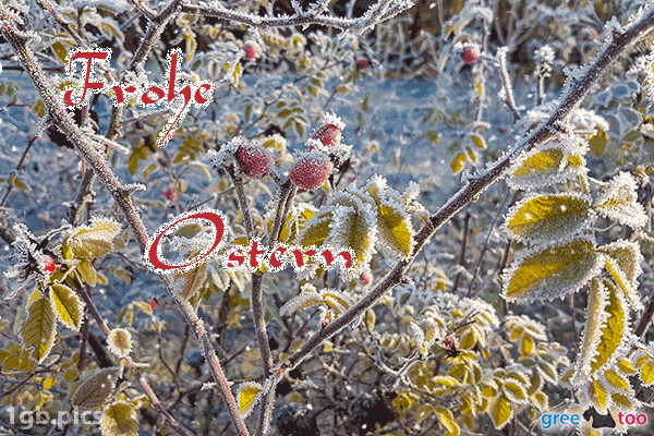 Hagebuttenstrauch Frost Frohe Ostern Bild - 1gb.pics