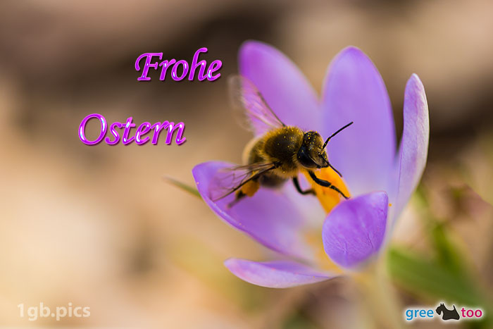 Krokus Biene Frohe Ostern Bild - 1gb.pics