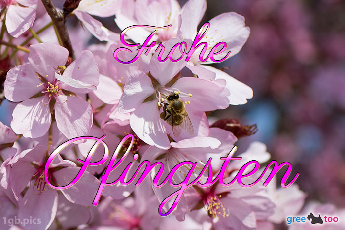 Frohe Pfingsten